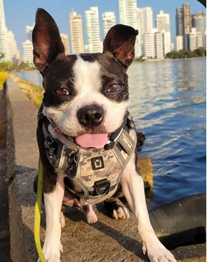 Rocky - Chief Morale Officer